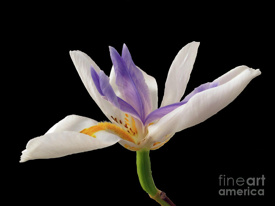 Fortnight Lily on Black Photograph by Kelly Holm