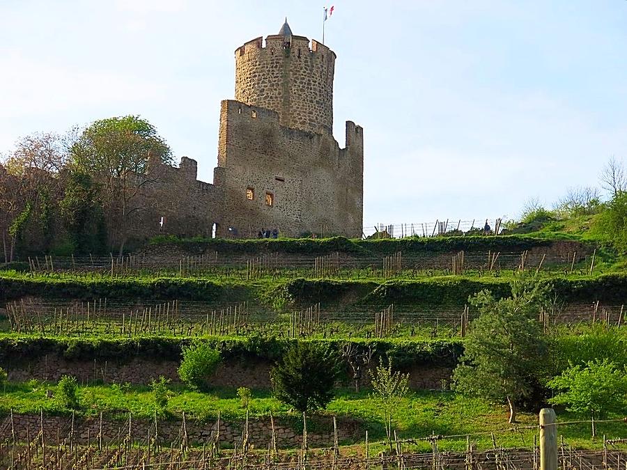 Fortress Wall and Vines Photograph by Betty Buller Whitehead