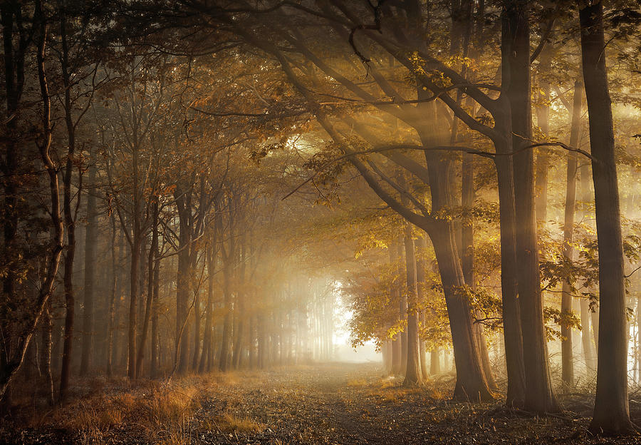 Fortune forest Photograph by Rob Visser - Fine Art America
