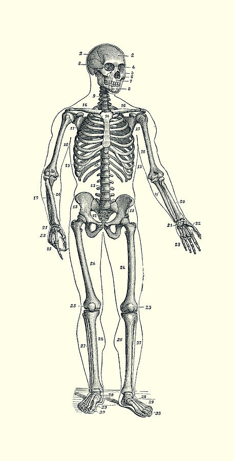 Forward Facing Skeletal Diagram - Vintage Anatomy Poster 2 Drawing by Vintage Anatomy Prints