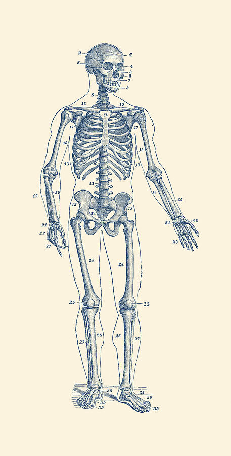 Forward Facing Skeletal Diagram - Vintage Anatomy Poster Drawing by Vintage Anatomy Prints