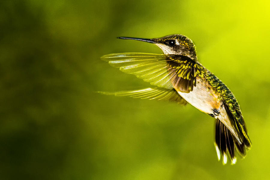 Forward Stroke - Hummingbird Photograph by Barry Jones
