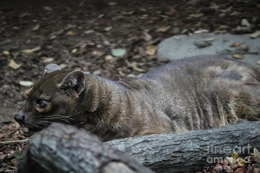 Fossa Photograph by Suzanne Luft