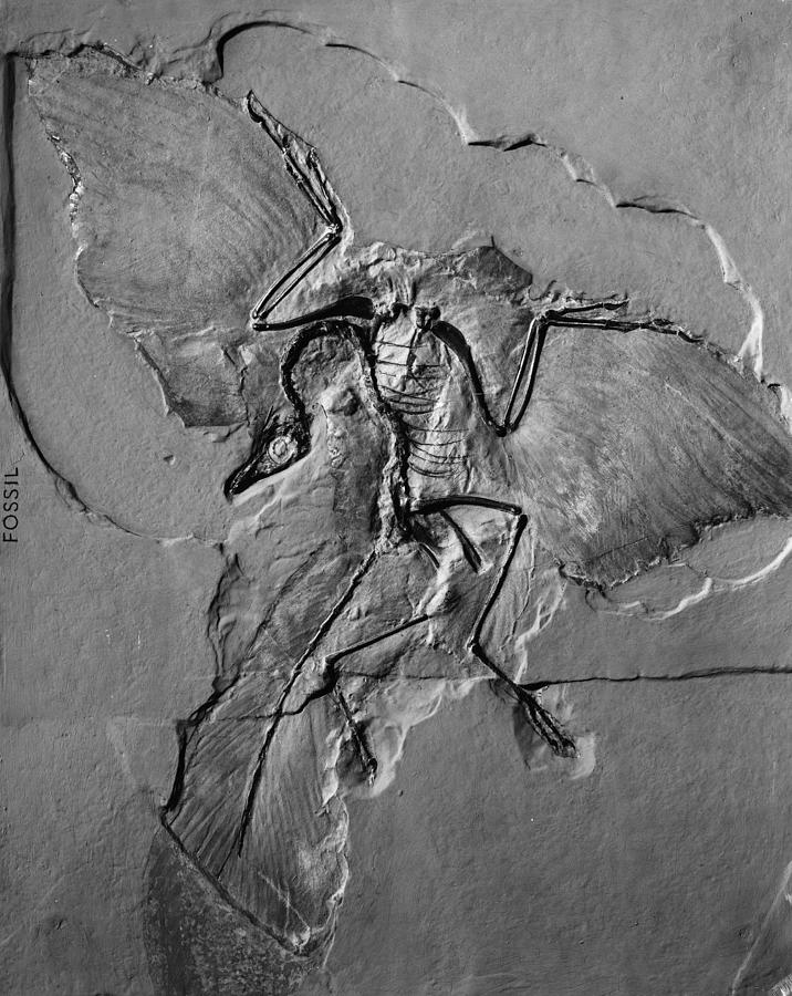 Prehistoric Photograph - Fossil - Archaeopteryx by Granger