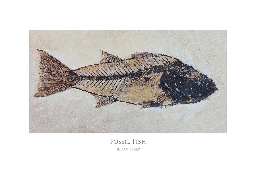Fish Digital Art - Fossil Fish by Julian Perry