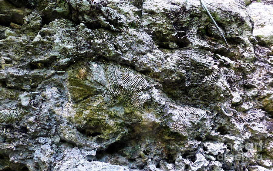 Fossil in the wall Photograph by Francesca Mackenney