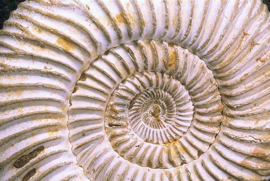 Fossil Of Ammonite, Madagascar Photograph by Pete Oxford