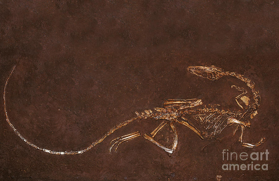 Fossil Of Dinosaur Coelophysis Bauri Photograph by Gerard Lacz
