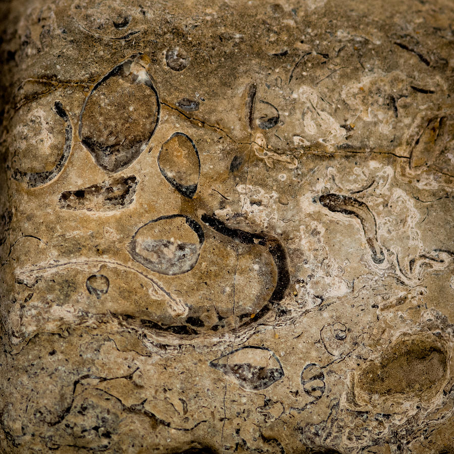 Fossil Patterns Photograph by Jeff Phillippi
