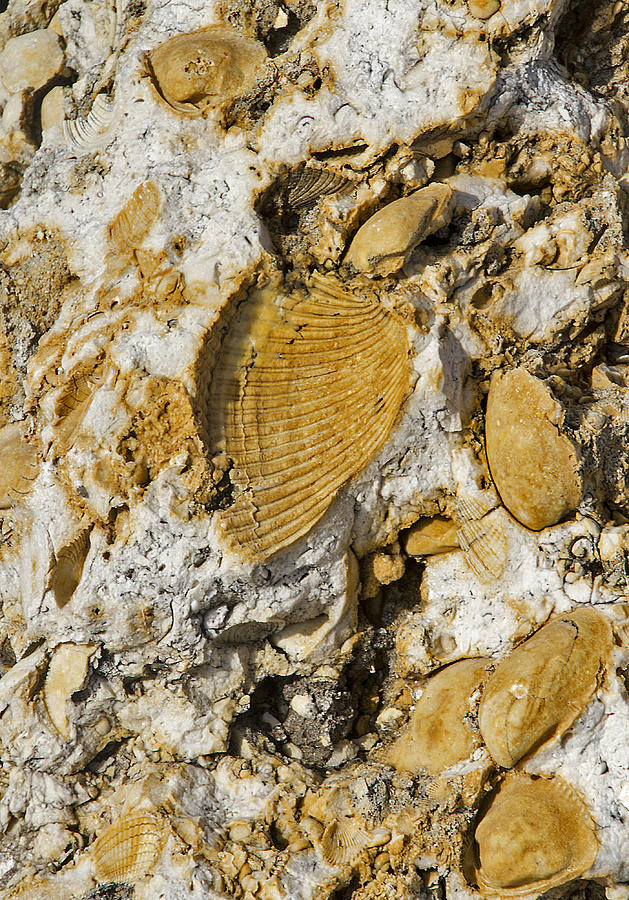 Fossil Rock Abstract 1 Photograph by Bob Slitzan