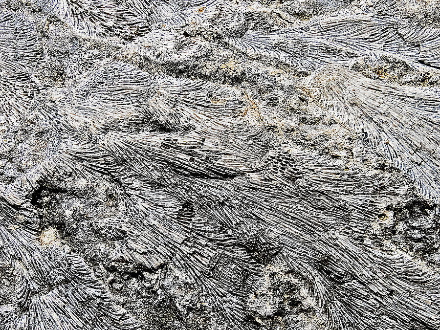 Fossil Rock Abstract 10 Photograph by Bob Slitzan