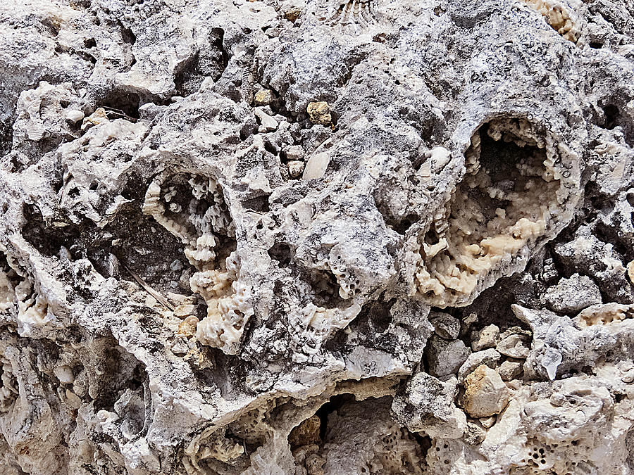Fossil Rock Abstract 11 Photograph by Bob Slitzan