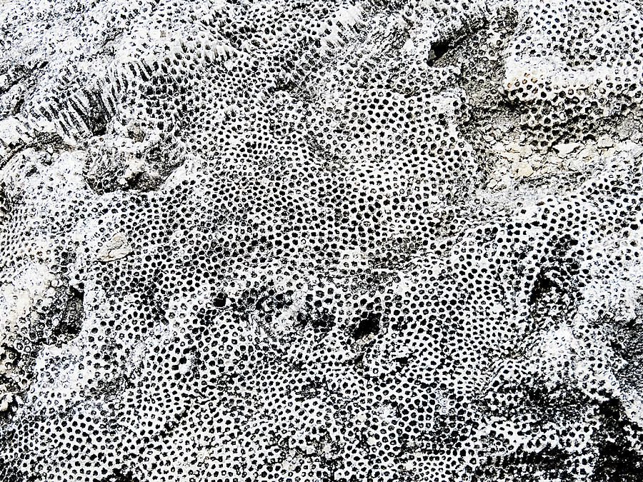 Fossil Rock Abstract 12 Photograph by Bob Slitzan