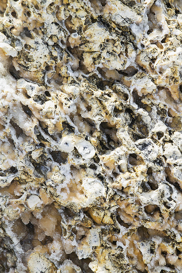 Fossil Rock Abstract 2 Photograph by Bob Slitzan