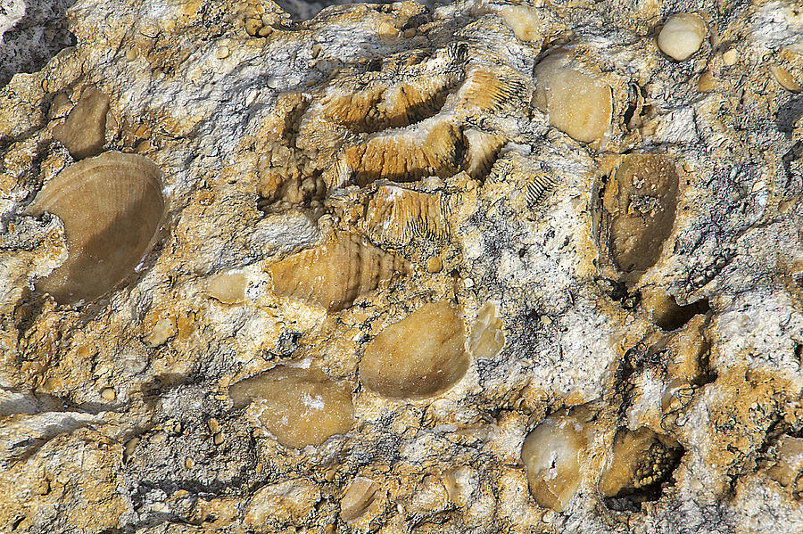 Fossil Rock Abstract 3 Photograph by Bob Slitzan