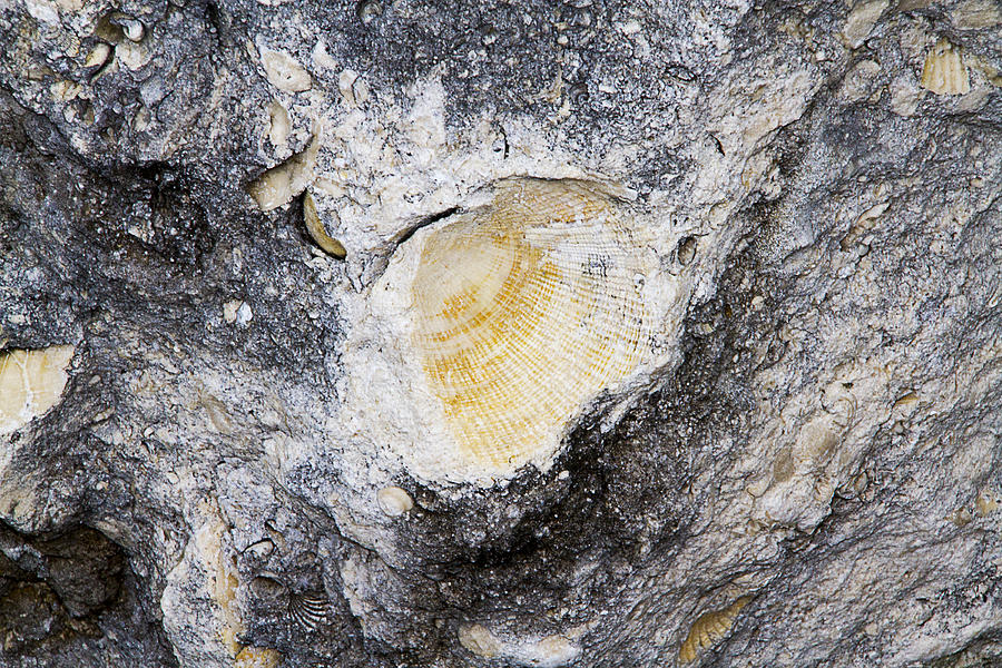 Fossil Rock Abstract 5 Photograph by Bob Slitzan