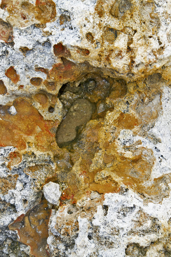 Fossil Rock Abstract 6 Photograph by Bob Slitzan