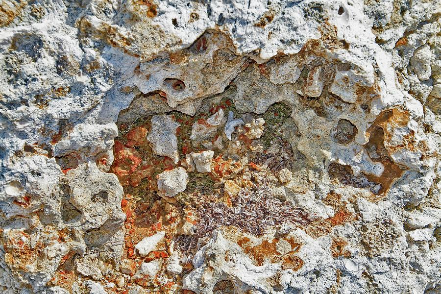 Fossil Rock Abstract 9 Photograph by Bob Slitzan