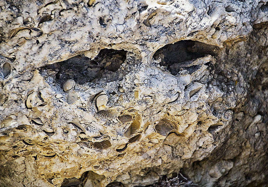 Fossil Rock Abstract - Eyes Photograph by Bob Slitzan