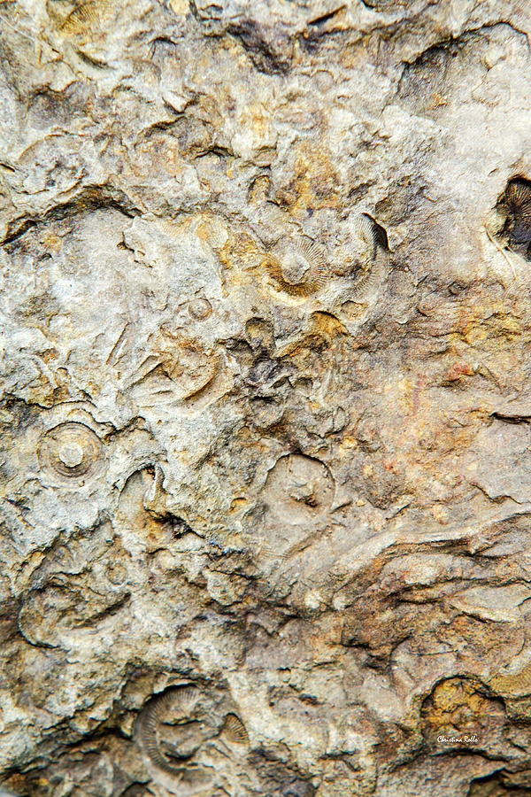Fossil Rock Photograph by Christina Rollo