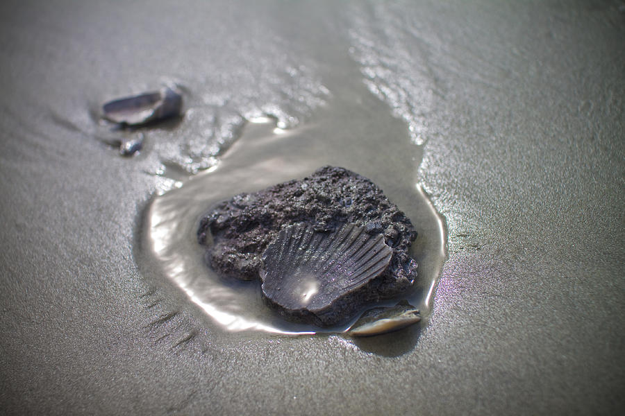 Fossil Shell Folly Beach Photograph by Dustin K Ryan
