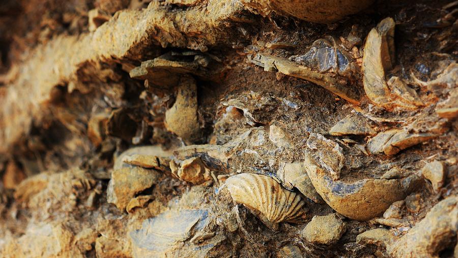Fossil Shells Photograph by Lexa Harpell