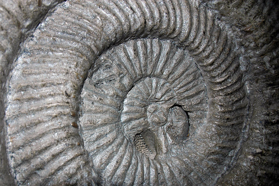 Fossil Spiral  Photograph by LeeAnn McLaneGoetz McLaneGoetzStudioLLCcom