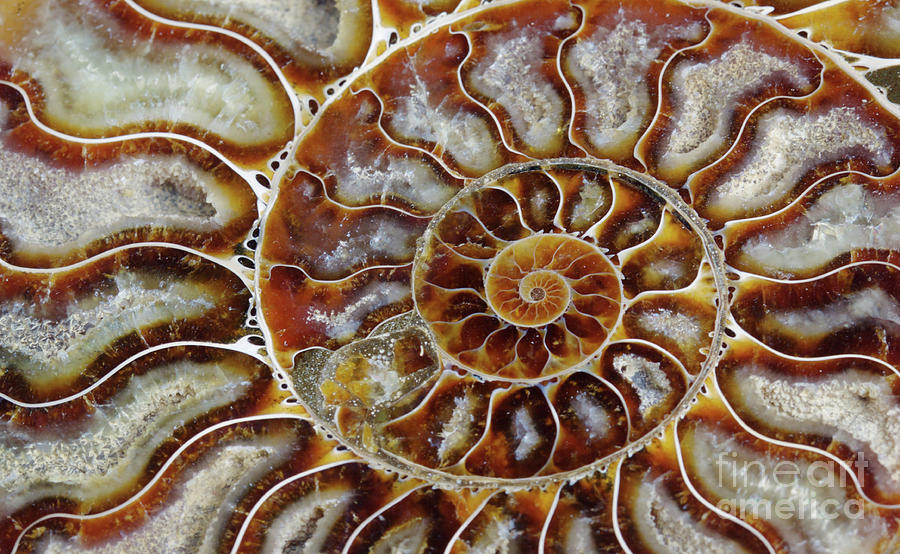Fossilized Ammonite Spiral Photograph by Bruce Block