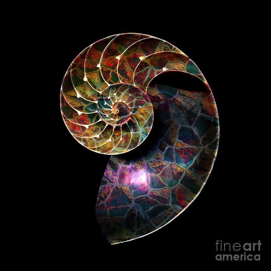 Fossilized Nautilus Shell Digital Art by Klara Acel