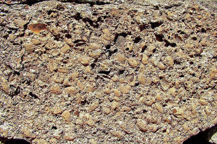 Fossils in Quarry in Dinosaur National Monument, Utah Photograph by Ruth Hager