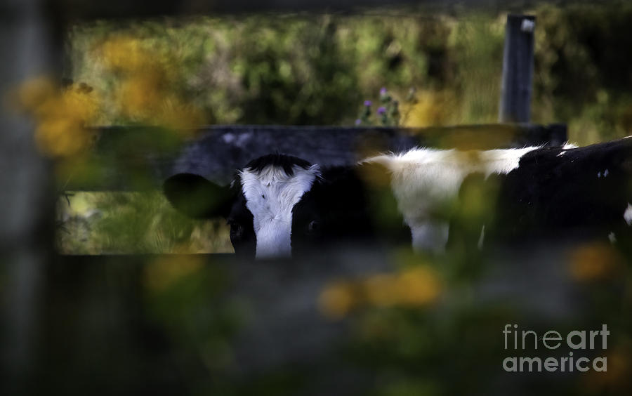 Foster Cow Photograph by Jan Killian