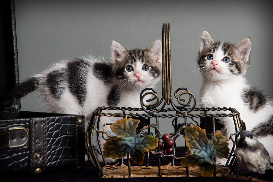 Foster Kittens Photograph by Janis Knight