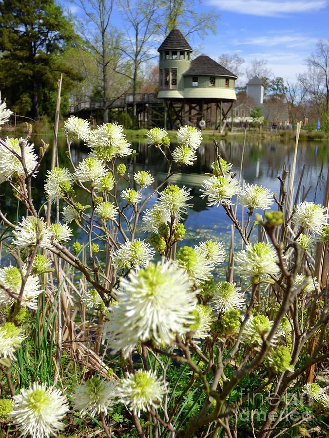 Fothergilla and Tree House Photograph by Jean Wright