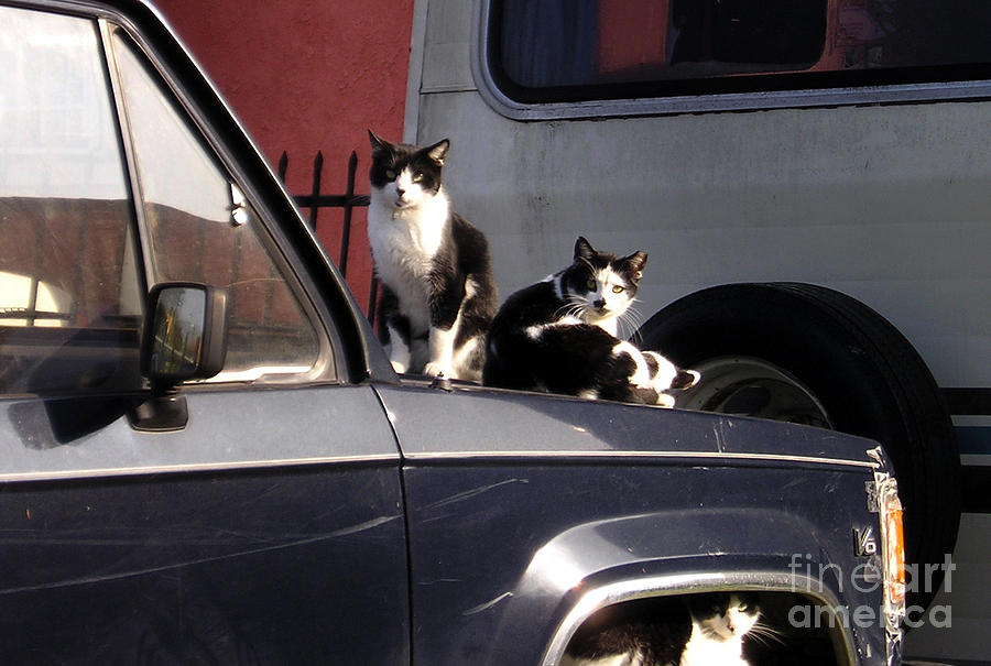 Cat Photograph - 3 Cats And 1 Old Car by Sofia Goldberg