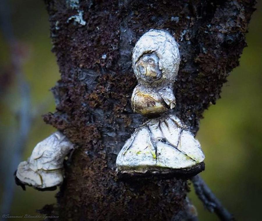 Nature Photograph - Found A Little Old Tree Woman In The by Sannamari Blinnikka-Tyrvainen