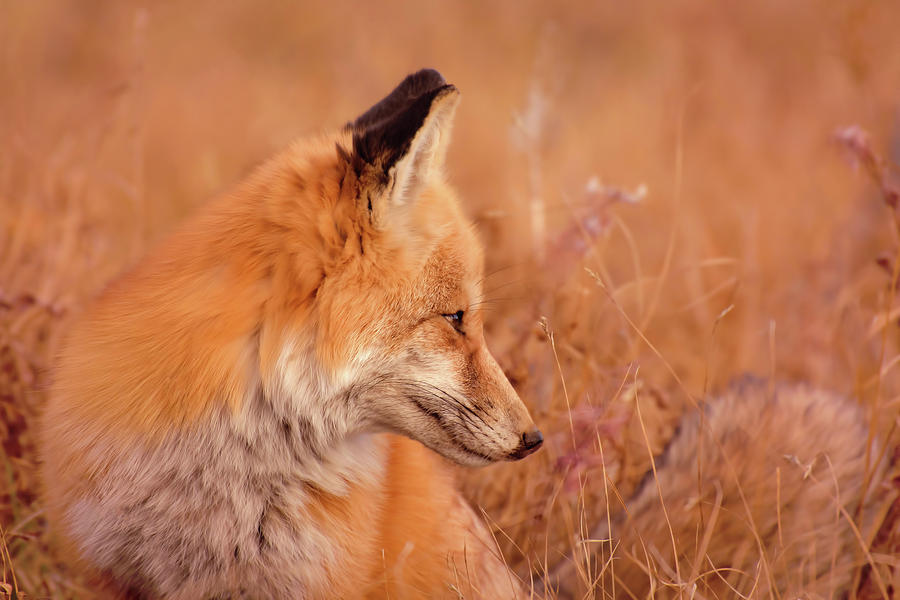 Animal Photograph - Found Fox by Cross Version