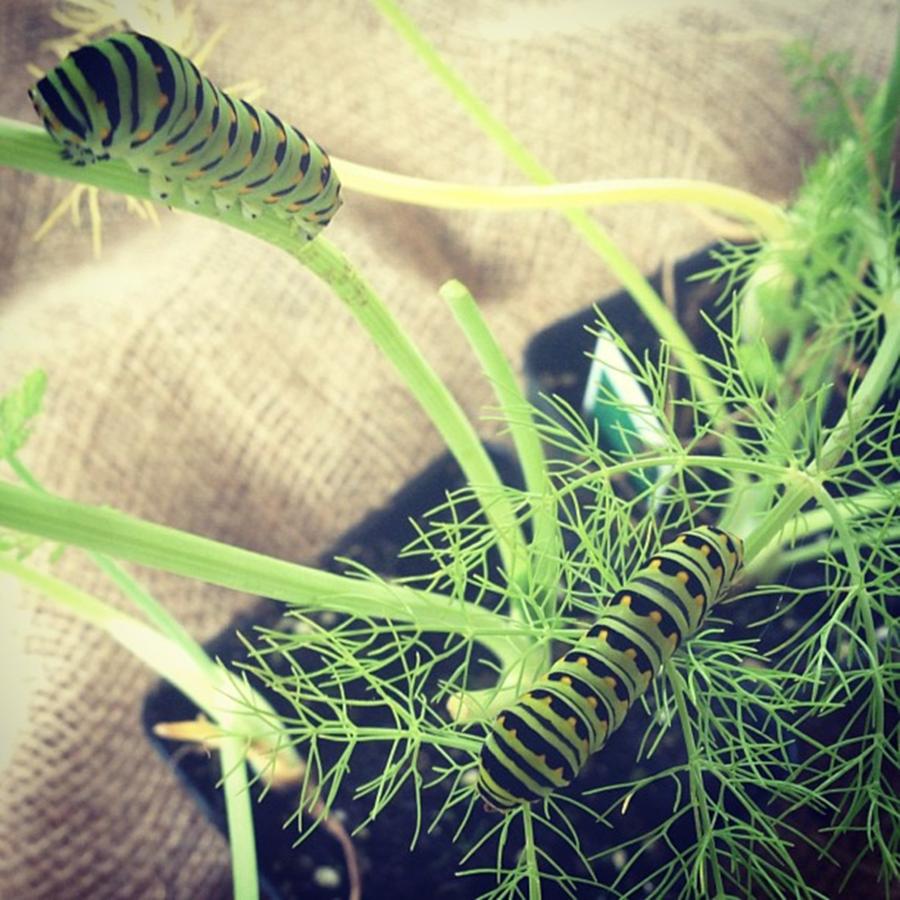 Found Some Caterpillars At The Farm! Photograph by Jackie Fabian