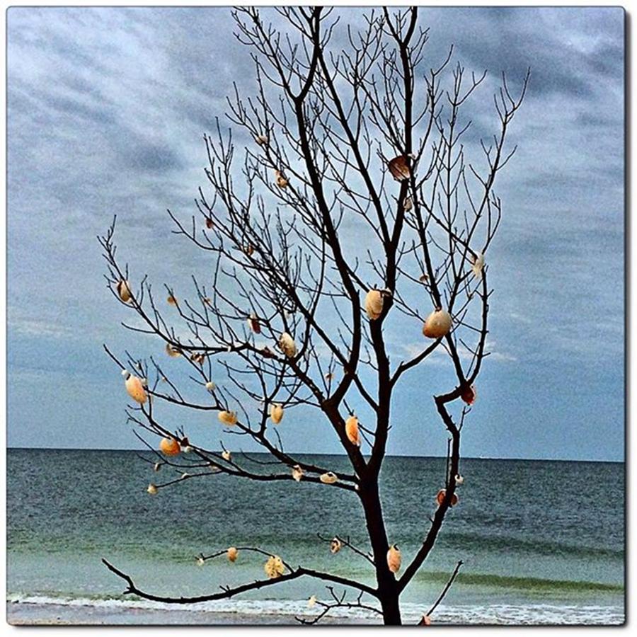 Florida Photograph - Found These decorated Trees Along by Jen Peterman