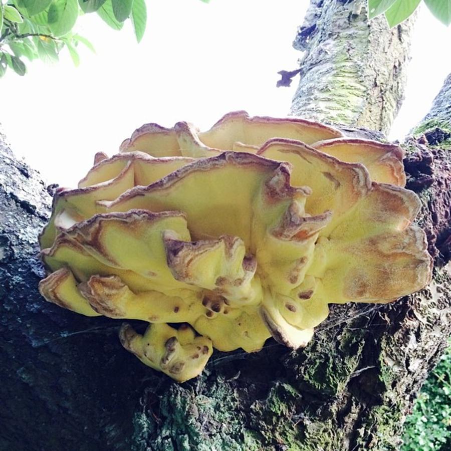 Wildlife Photograph - Found This Fungi Growing On A Dead Tree by Cavorting In The Country
