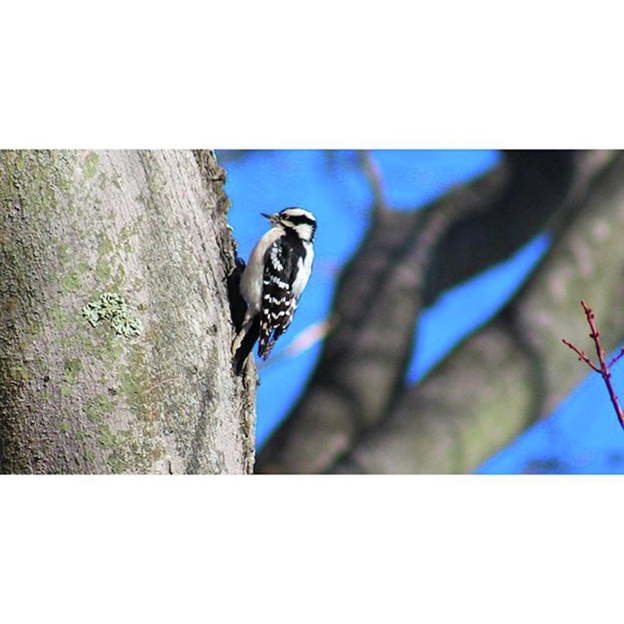 Woodpecker Photograph - Found This Guy While Watching My Bird by Bryan Edwards