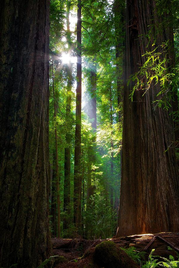 Founders Tree Sunset Photograph by Joseph Urbaszewski