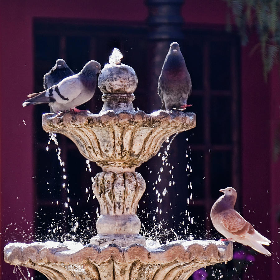 At the fountain Photograph by Tatiana Travelways
