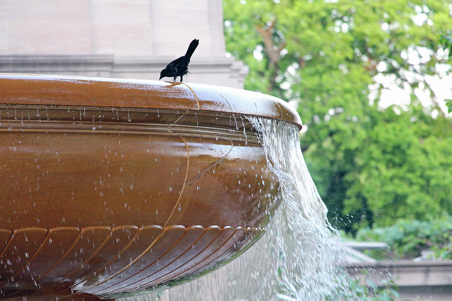 Fountain Bird Photograph by Cora Wandel