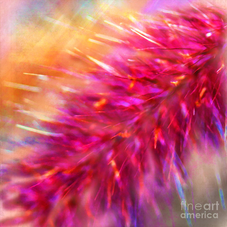 Fountain Grass Abstract Photograph by Judi Bagwell