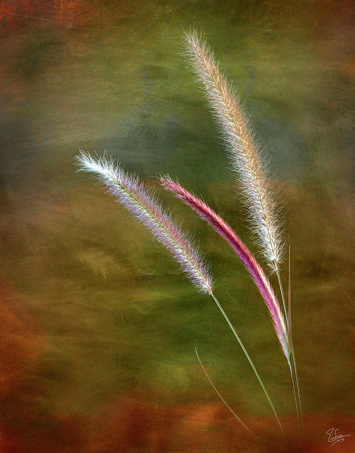 Fountain Grass Photograph by Endre Balogh
