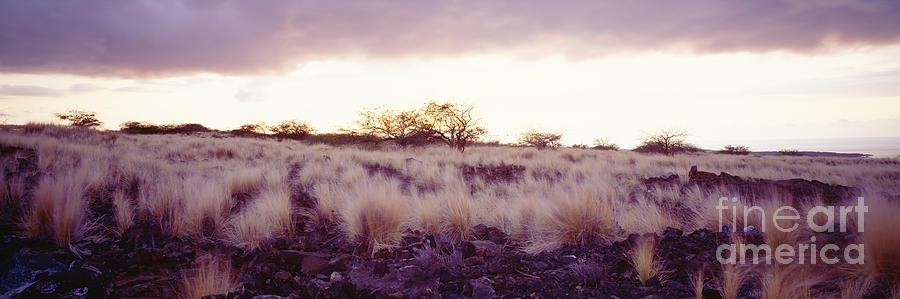 Fountain Grass Field Photograph by Carl Shaneff - Printscapes