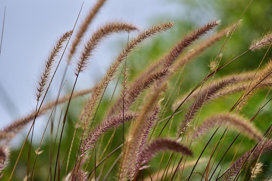 Fountain Grass Photograph by Linda Brody