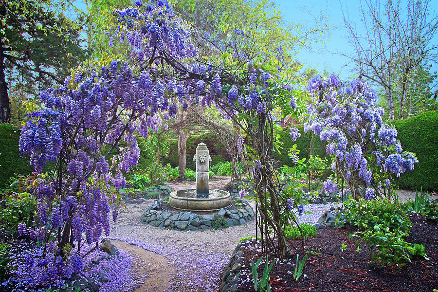 Fountain in the Wisteria Garden Photograph by Lynn Bauer