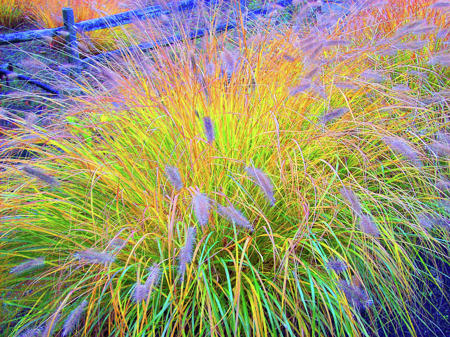 Reeds Photograph - Fountain of Reeds by Mary Ann Weger