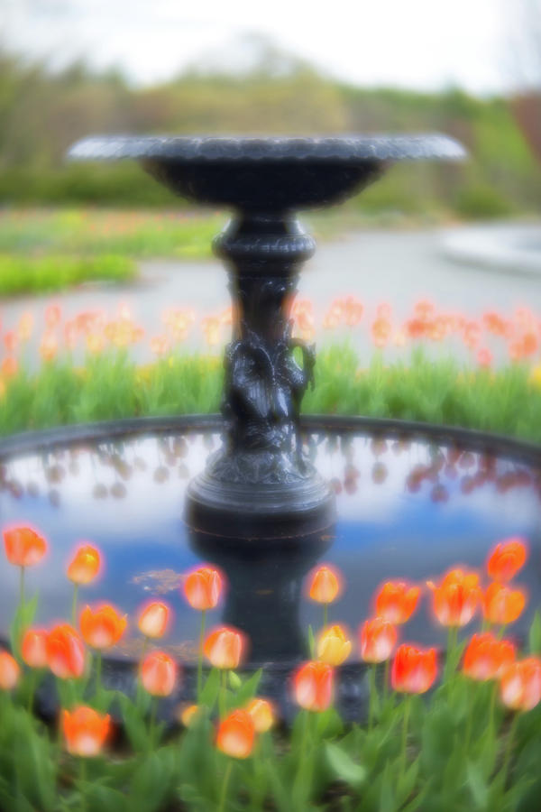 Fountain of Tulips Photograph by Brian Hale